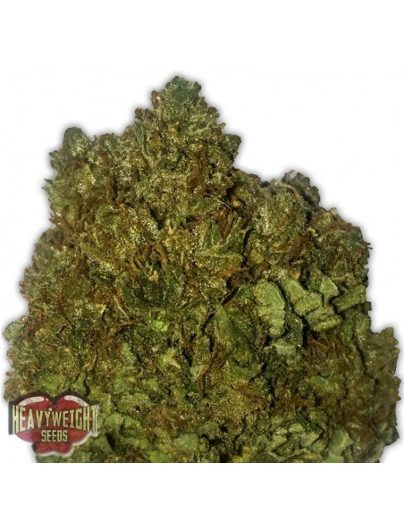 3 UND FEM - MONEY BUSH 