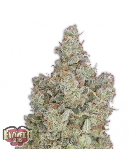 3 UND FEM - TOTAL PARALYSIS 