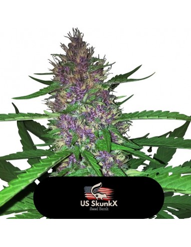 3 UND FEM - RED CANDY KUSH 