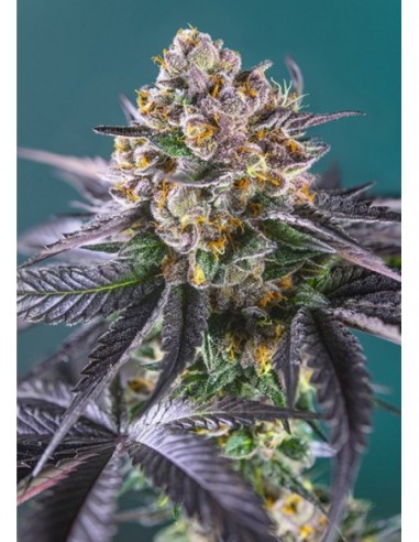3 UND FEM - RED STRAWBERRY BANANA AUTO ® 