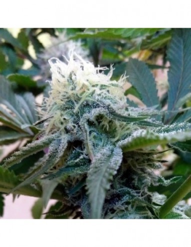 3 UND FEM - DOUCE NUIT 