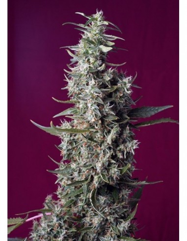 3 UND FEM - SWEET CHERRY PIE ® 