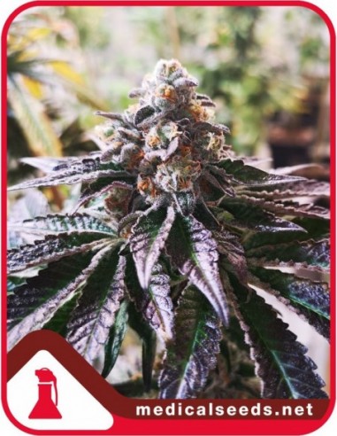 3 UND FEM - COOKIES PURPLE PUNCH 