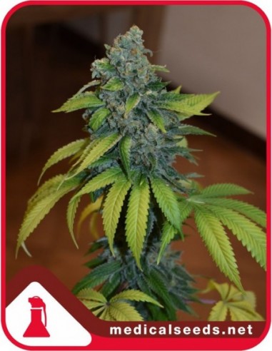 3 UND FEM - ZKITTLEZ 