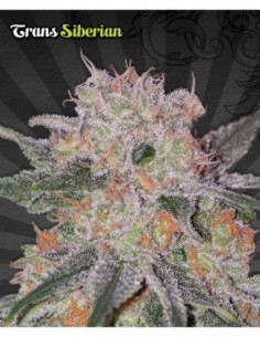 3 UND FEM - TRANS SIBERIAN  2