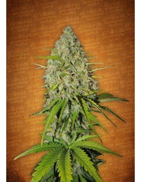 3 UND FEM - GRAPEFRUIT MATIC 