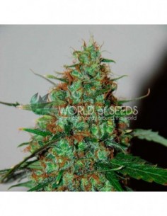 3 UND FEM - WILD THAILAND RYDER (AUTOFLOWERING C.)  2