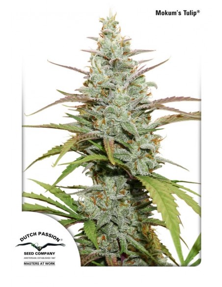 1 UND FEM - MOKUM'S TULIP ® 