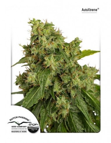 3 UND FEM - AUTO XTREME ® 