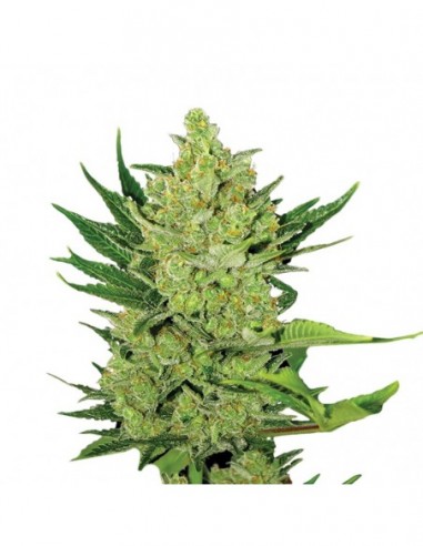 5 UND FEM - AUTO BIG BUD 