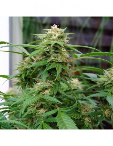 5 UND FEM - WHITE RHINO 