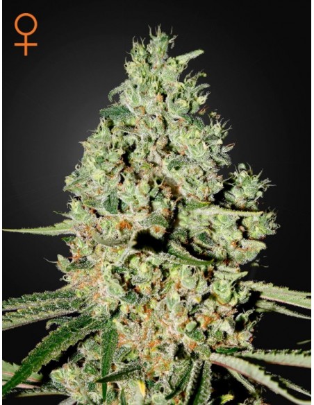 5 UND FEM - SUPER CRITICAL 