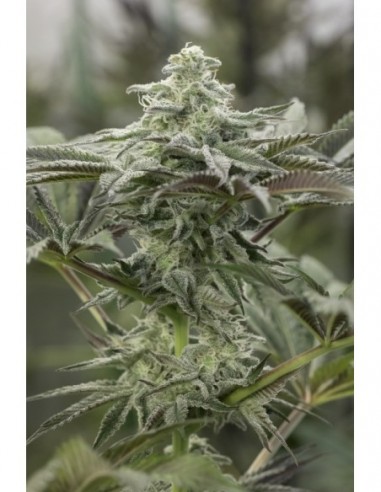 3 UND FEM - LEMON CITRON 