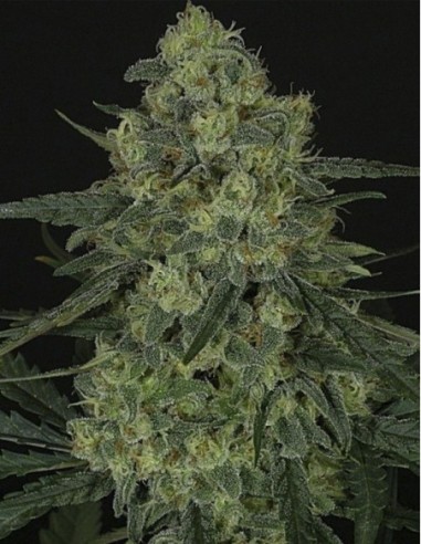 5 UND FEM - CRIMINAL + 