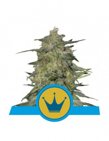 5 UND FEM - ROYAL HIGHNESS CBD  