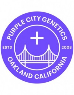 3 UND REG - LEMON CARAMEL - PURPLE CITY GENETICS 3 REGULARES