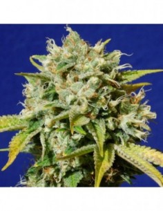 5 UND FEM - SWEET PEACH AUTO CBD 