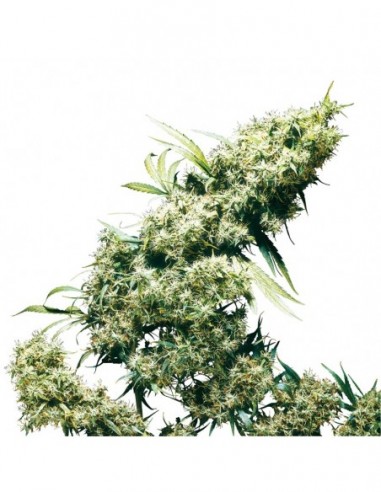 3 UND FEM - JAMAICAN PEARL ® 