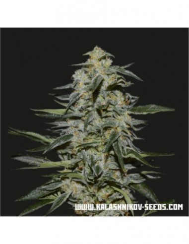 3 UND FEM - KATYUSHA 