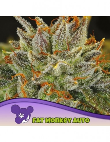 3 UND FEM - FAT MONKEY AUTO 