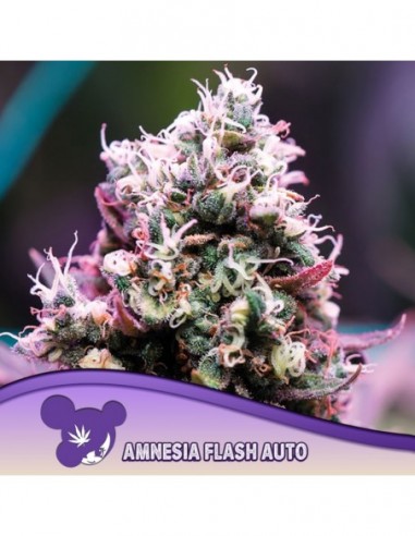 3 UND FEM - AMNESIA FLASH AUTO 