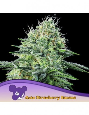 3 UND FEM - AUTO STRAWBERRY BANANA 