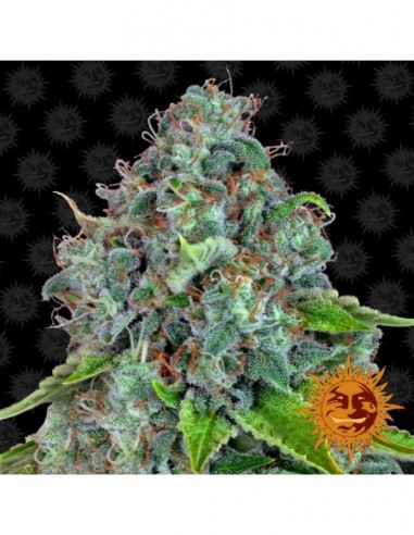 3 UND FEM - STRAWBERRY LEMONADE 