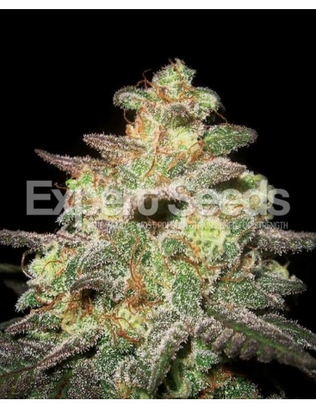 3 UND FEM - CARAMELLA AUTO 