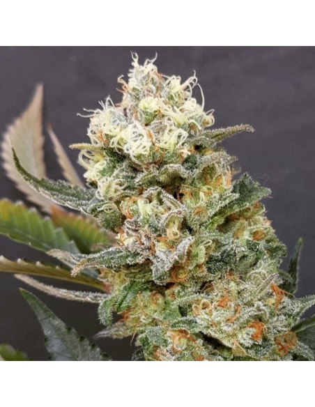 3 UND FEM - ZKITTLEZ GLUE 