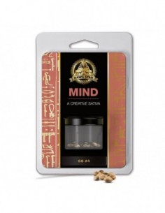 3 UND FEM - GG  4 - DAWG STAR 3 FEMINIZADAS 2