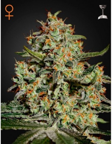 5 UND FEM - BIG BANG 