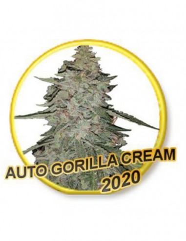 5 UND FEM - AUTO GORILLA CREAM (USA STRAINS) 