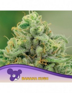 3 UND FEM - BANANA KUSH - ANESIA SEEDS 3 FEMINIZADAS