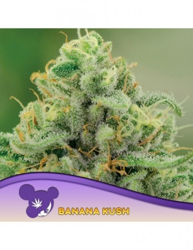 3 UND FEM - BANANA KUSH - ANESIA SEEDS 3 FEMINIZADAS