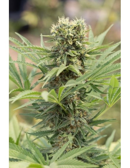 3 UND FEM - DEDOVERDE HAZE 