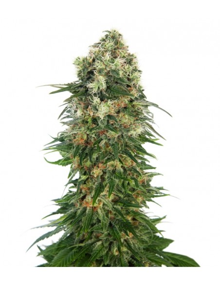 3 UND FEM - SHIVA SKUNK AUTOMATIC 