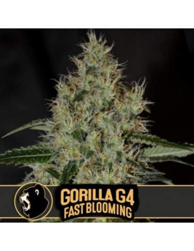 3 UND FEM - GORILLA GLUE 4 FB 