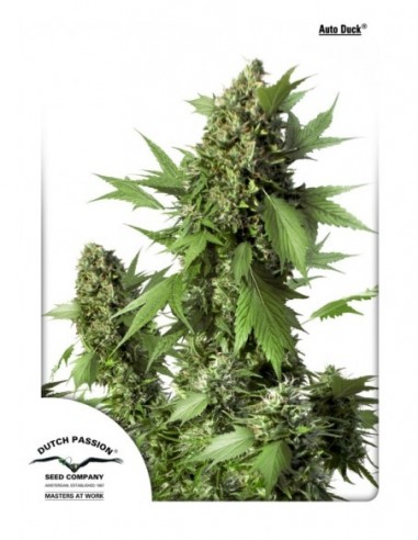 3 UND FEM - AUTO DUCK ® 