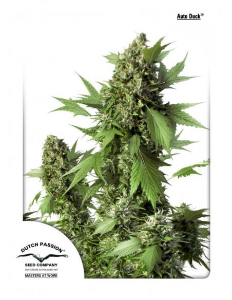 3 UND FEM - AUTO DUCK ® 