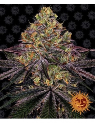 3 UND FEM - WATERMELON ZKITTLEZ 