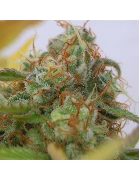 5 UND FEM - GORILLA GLUE 4 AUTO 