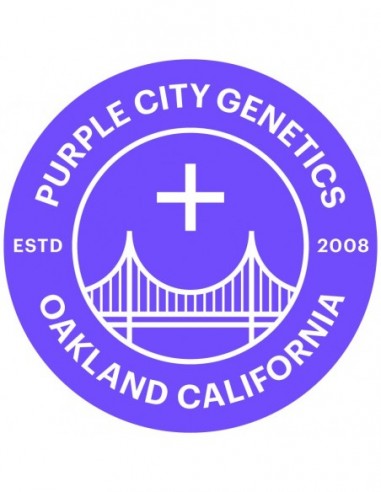 3 UND FEM - PURPLE  40 - PURPLE CITY GENETICS 3 FEMINIZADAS