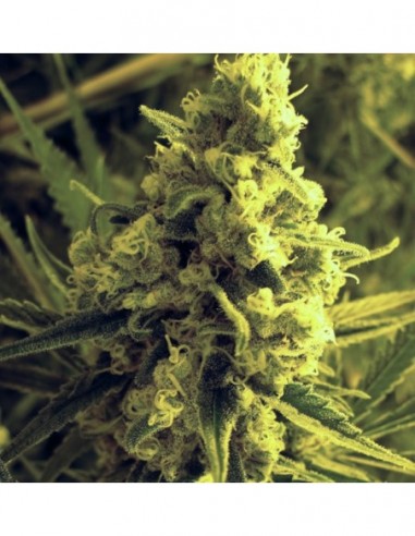 5 UND FEM - CRITICAL HOG 