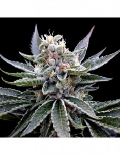 3 UND FEM - FLORIDA GOLD - DNA GENETICS GROW YOUR OWN 3 UND FEMINIZADAS 2