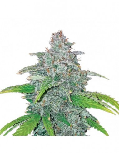 5 UND FEM - AUTO BLUE DREAM 