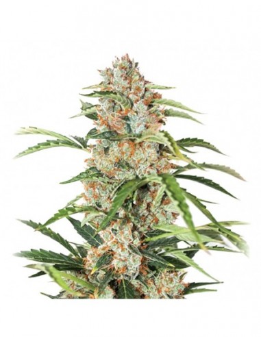 5 UND FEM - AUTO ORANGE BUD 