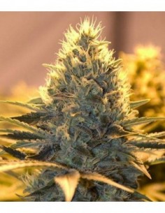 5 UND FEM - JACK HERER (AUTOFLORECIENTE) - THE BULLDOG SEEDS 5 UND FEM 2