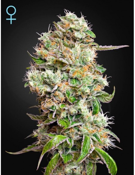 3 UND FEM - KING'S KUSH AUTO CBD - GREEN HOUSE 3 UND FEMINIZADAS