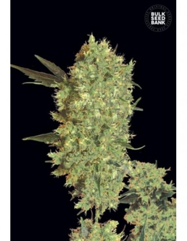 10 UND FEM - MARLEY'S BUD 