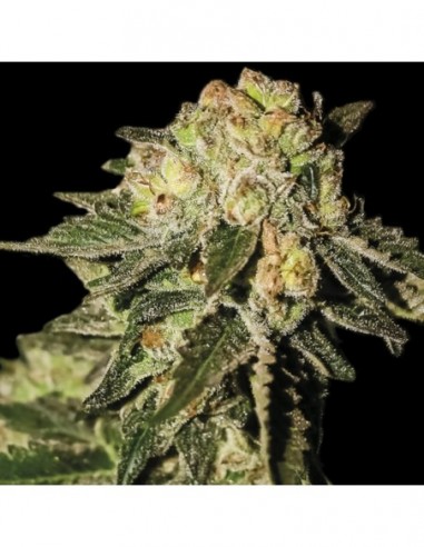 5 UND FEM - AUTO MANDARINA 